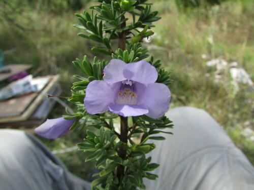Leucophyllum pringlei (Leucophyllum pringlei)