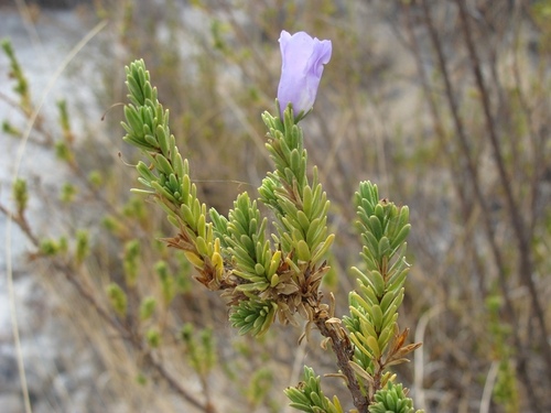 Leucophyllum pringlei (Leucophyllum pringlei)