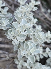 Cimmeron (Leucophyllum zygophyllum)