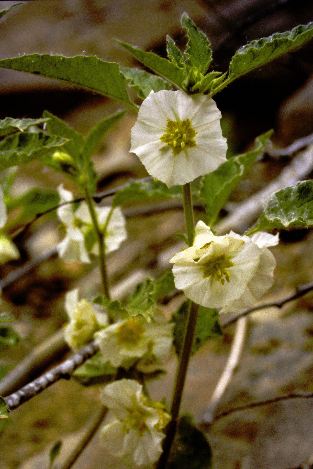Large false groundcherry: Leucophysalis grandiflora (large-flowered ground-cherry) - Thunder Bay, Ontario, Canada