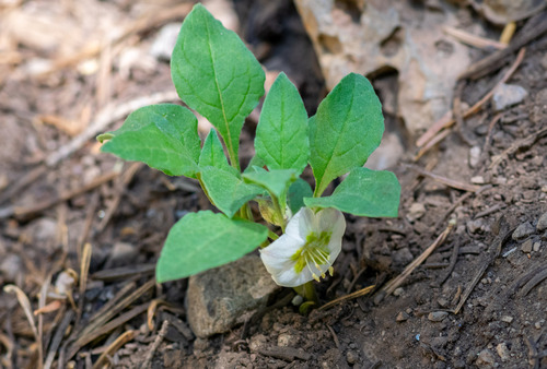 Dwarf chamaesaracha (Leucophysalis nana)