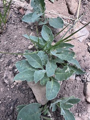 Dwarf chamaesaracha (Leucophysalis nana)