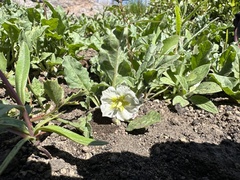 Dwarf chamaesaracha (Leucophysalis nana)