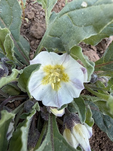 Dwarf chamaesaracha (Leucophysalis nana)