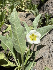 Dwarf chamaesaracha (Leucophysalis nana)