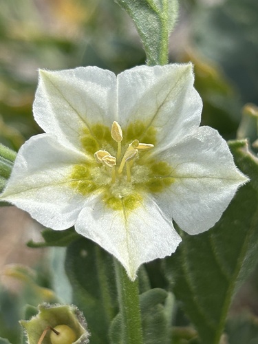 Dwarf chamaesaracha (Leucophysalis nana)