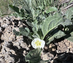 Dwarf chamaesaracha (Leucophysalis nana)