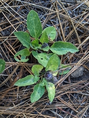Dwarf chamaesaracha (Leucophysalis nana)
