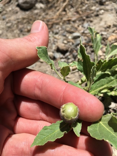 Dwarf chamaesaracha (Leucophysalis nana)
