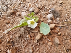 Dwarf chamaesaracha (Leucophysalis nana)