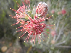 Leucospermum calligerum (Leucospermum calligerum)