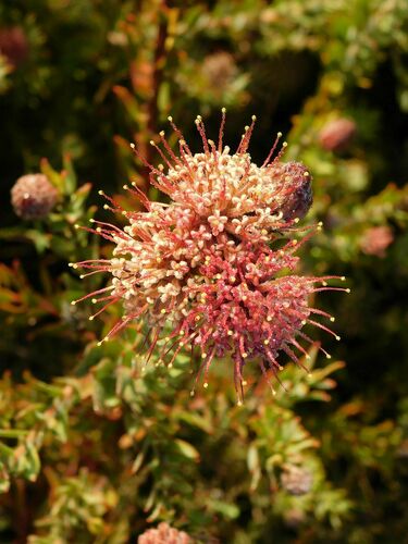 Leucospermum calligerum (Leucospermum calligerum)