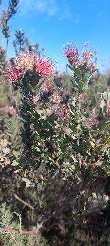 Leucospermum calligerum (Leucospermum calligerum)