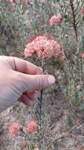 Leucospermum calligerum (Leucospermum calligerum)