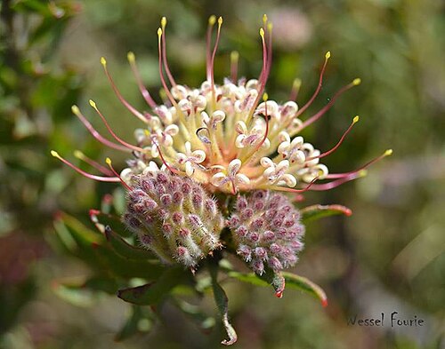 Leucospermum calligerum: Leucospermum calligerum Rourke - Western Cape, South Africa