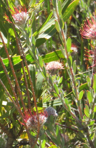 Leucospermum calligerum (Leucospermum calligerum)