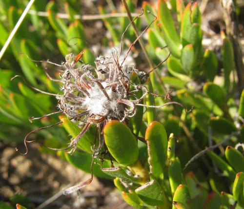 Leucospermum calligerum (Leucospermum calligerum)