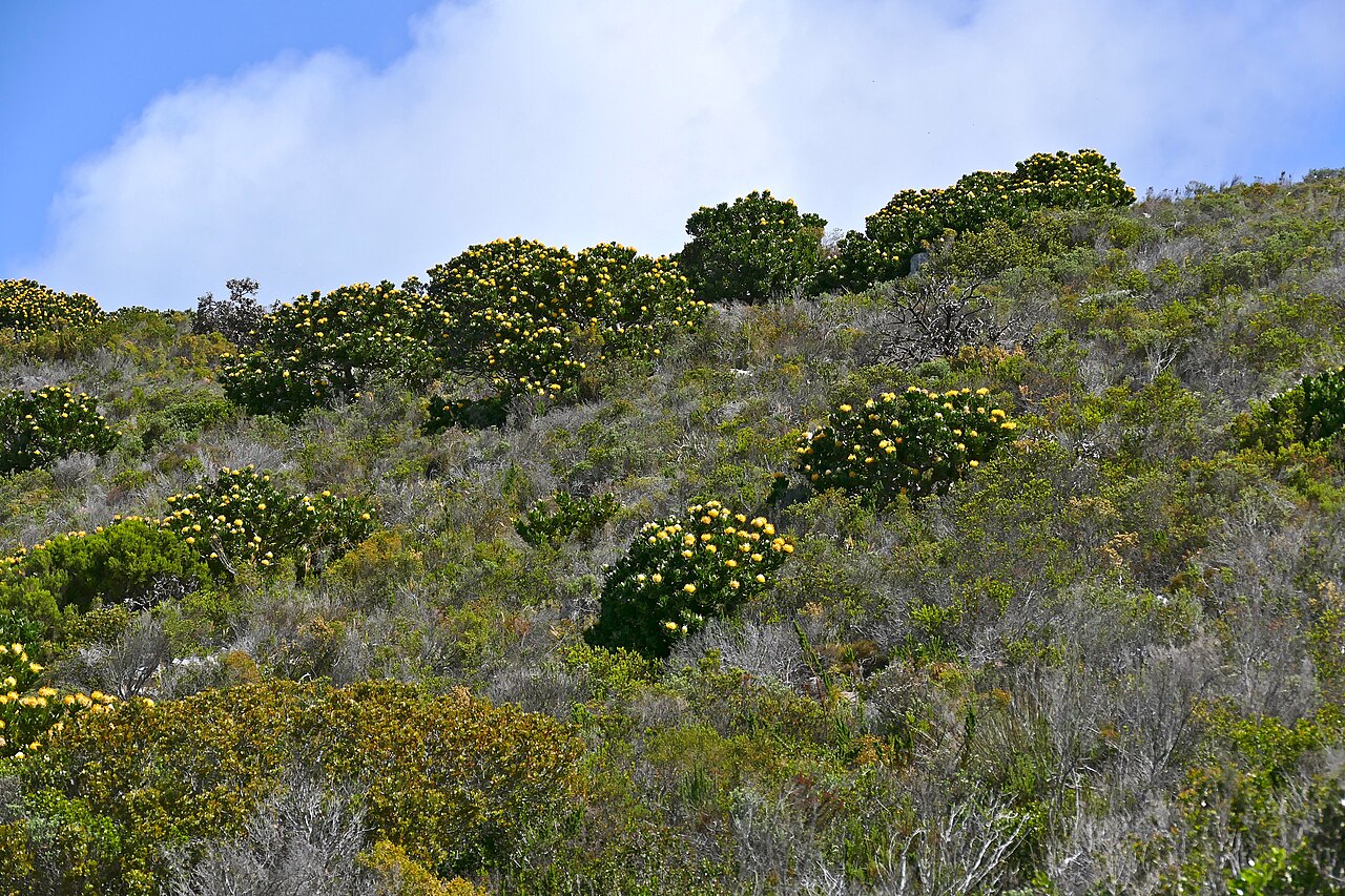 Grey tree-pincushion: Cape of Good Hope Reserve, Cape Peninsula, Western Cape, SOUTH AFRICA