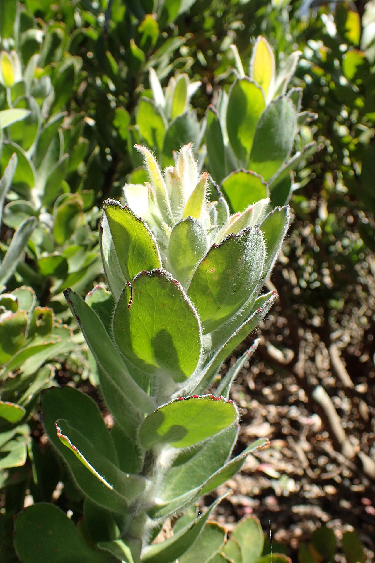 Grey tree-pincushion: Leucospermum conocarpodendron in Dunedin Botanic Garden