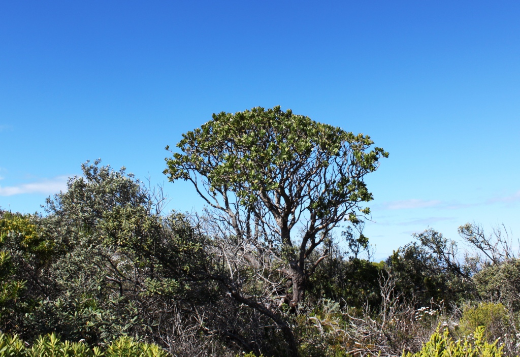 Grey tree-pincushion: Leucospermum conocarpodendron subsp. viridium