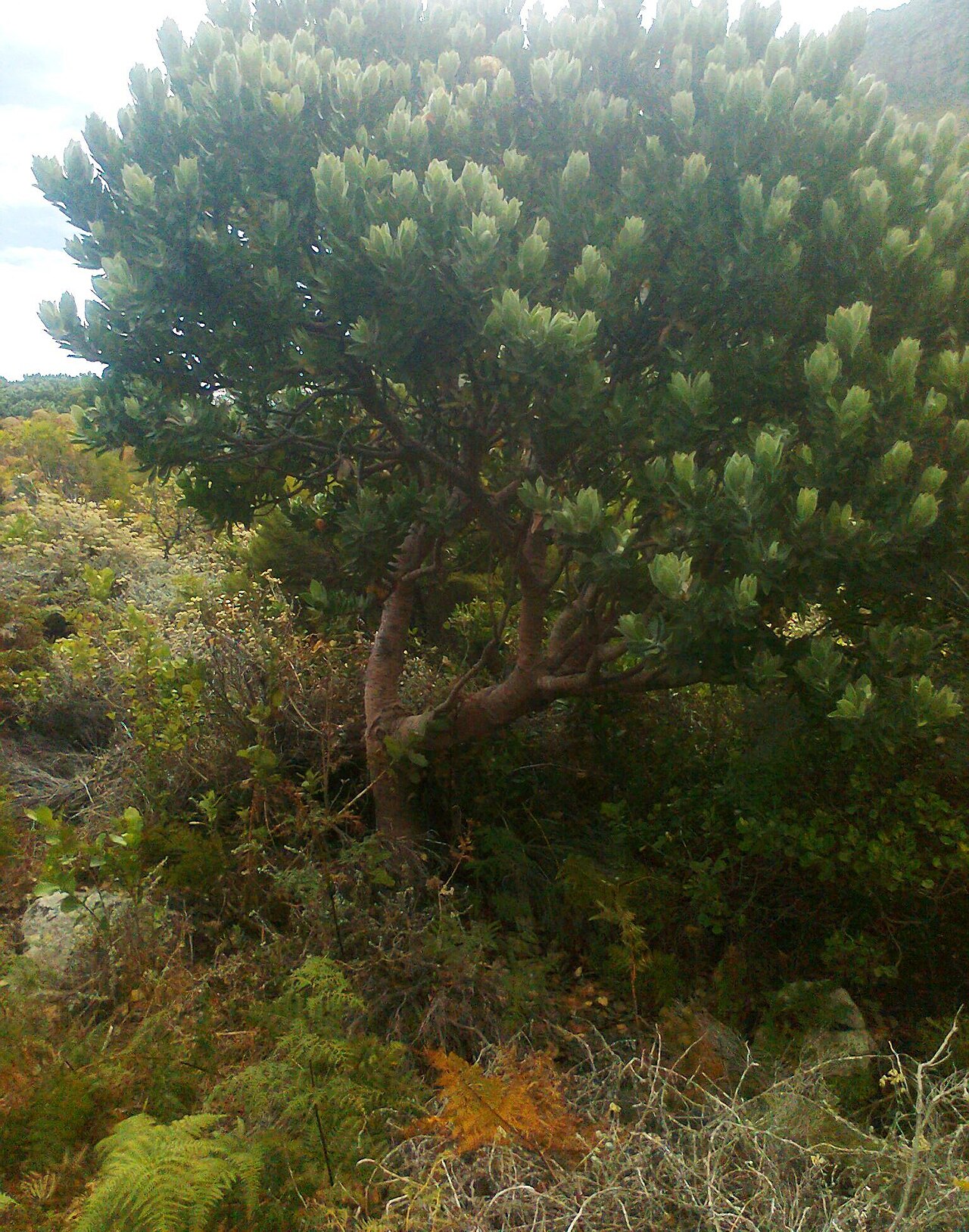 Grey tree-pincushion: Leucospermum conocarpodendron - Hout Bay