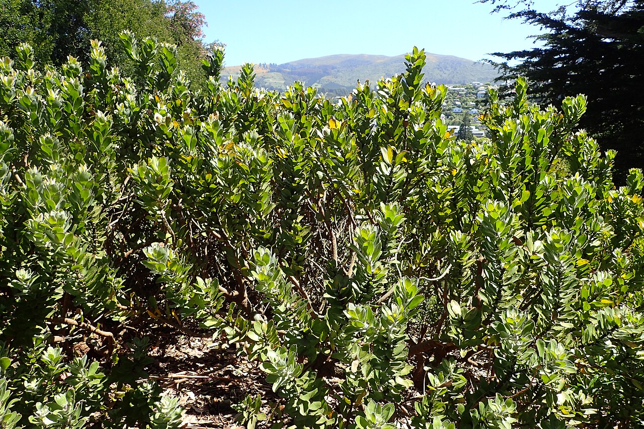 Grey tree-pincushion: Leucospermum conocarpodendron in Dunedin Botanic Garden