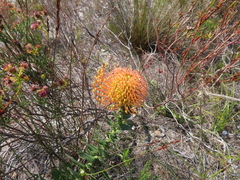 Red pincushion-protea (Leucospermum cordifolium)