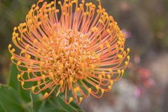Red pincushion-protea (Leucospermum cordifolium)