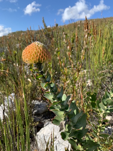 Red pincushion-protea (Leucospermum cordifolium)