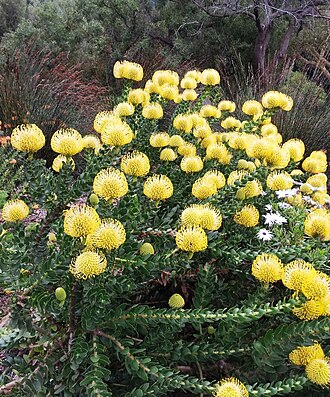 Red pincushion-protea: Leucospermum cordifolium - YellowBird - Pincushion protea