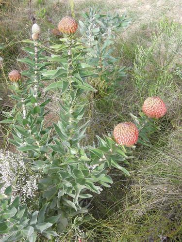 Red pincushion-protea (Leucospermum cordifolium)