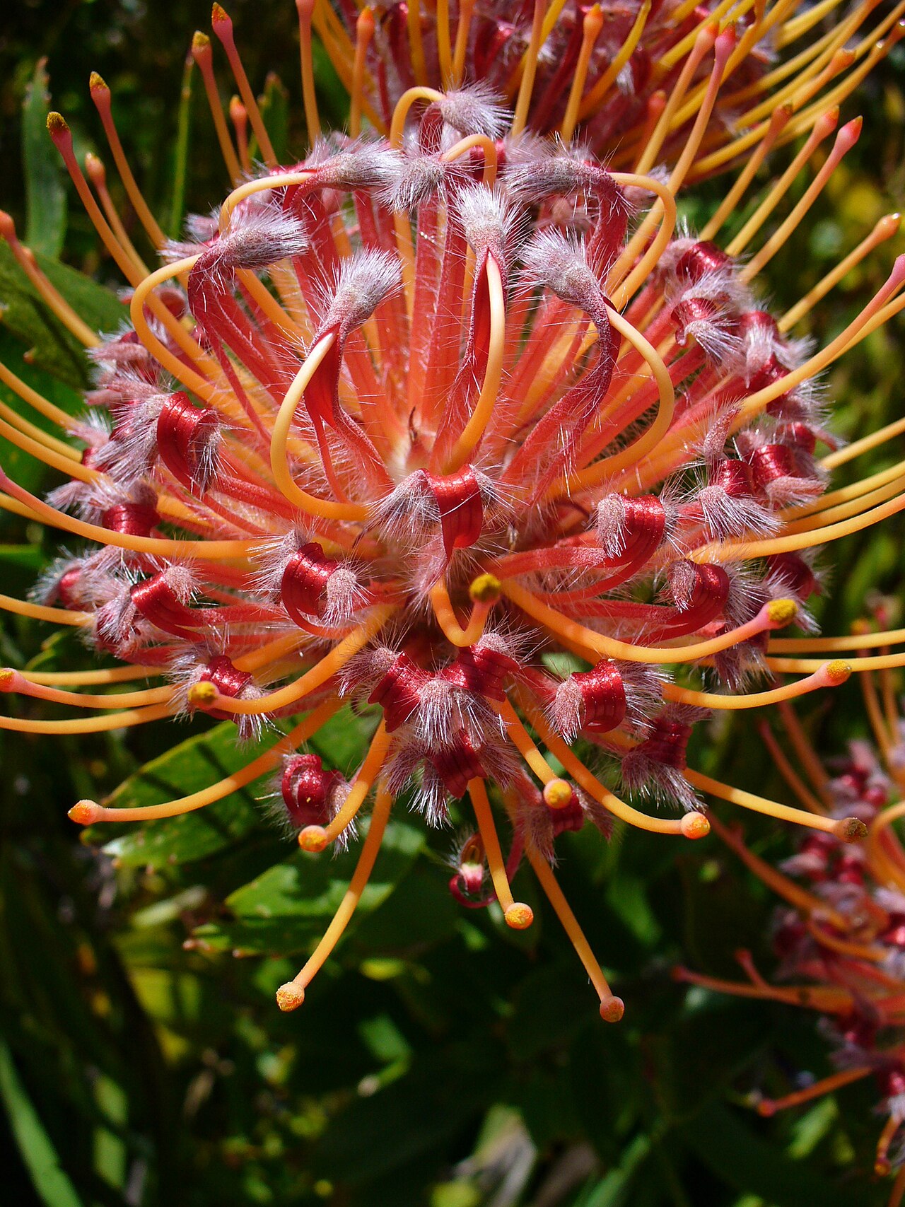 Red pincushion-protea: Tresco Abbey Garden, Scilly Is., UK. 20 June 2009.