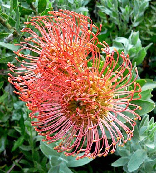 Red pincushion-protea: Photo of Leucospermum cordifolium at the San Francisco Botanical Garden