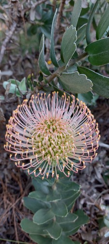 Red pincushion-protea (Leucospermum cordifolium)