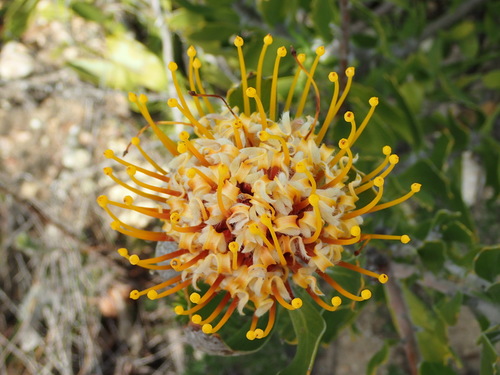 Leucospermum cuneiforme (Leucospermum cuneiforme)