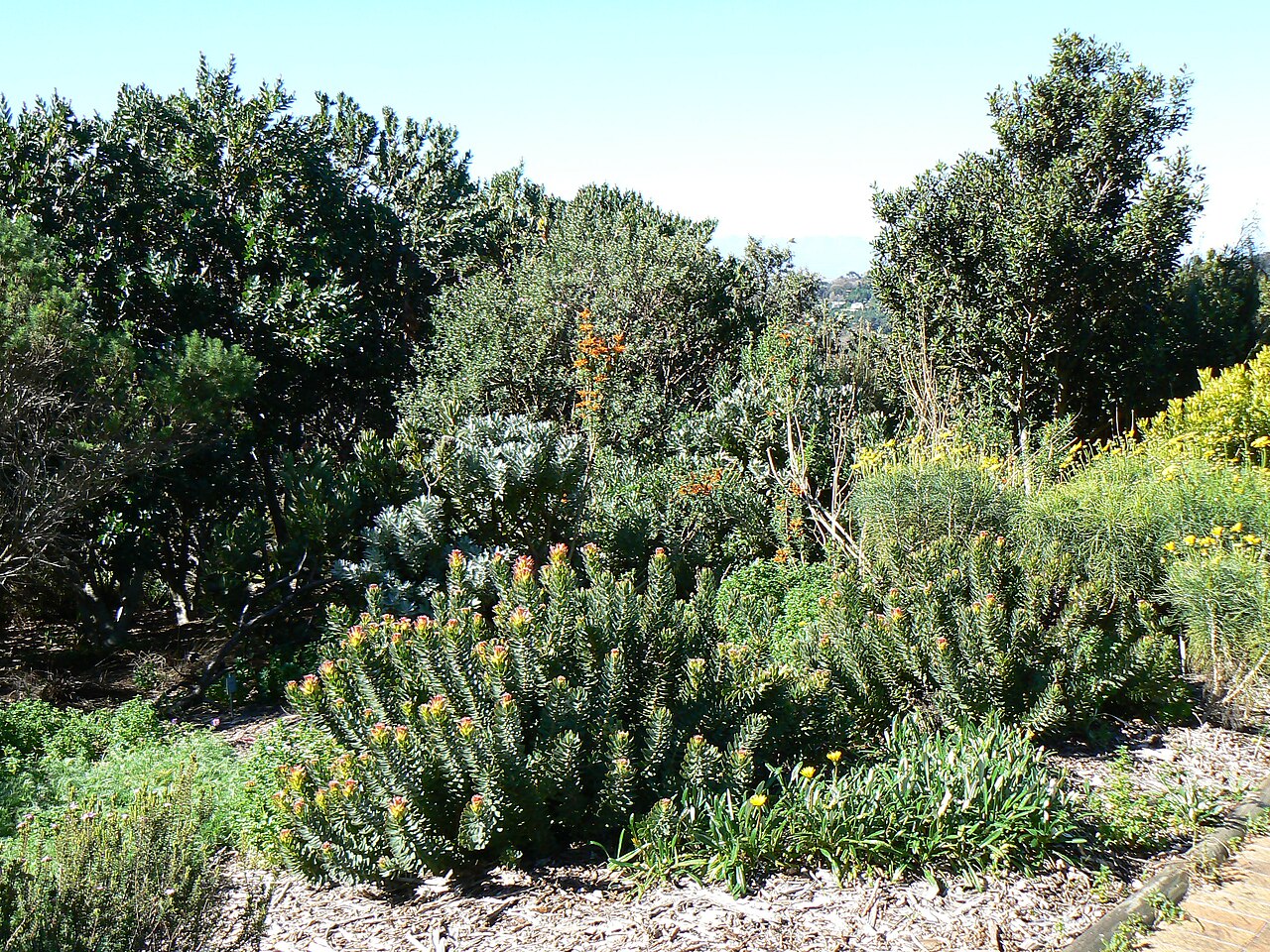 Leucospermum cuneiforme: Leucospermum cuneiforme in Kirstenbosch National Botanical Garden, Cape Town, South Africa