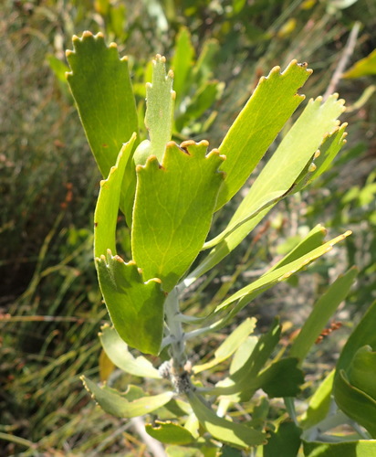 Leucospermum cuneiforme (Leucospermum cuneiforme)