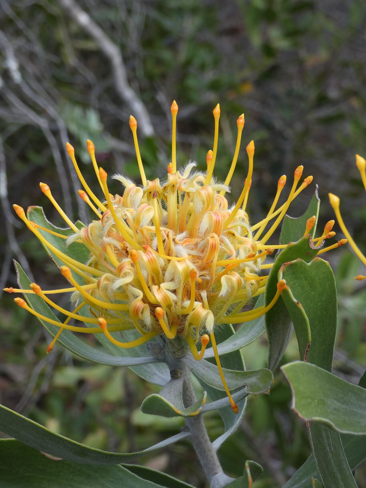 Leucospermum cuneiforme: Wart-stemmed pincushion Leucospermum cuneiforme , photographed on the Potberg