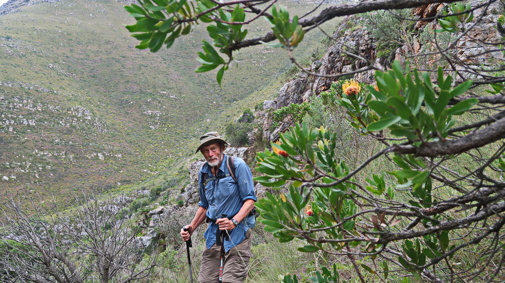 Leucospermum cuneiforme (Leucospermum cuneiforme)