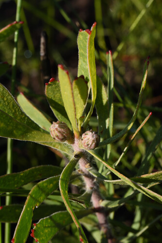 Leucospermum cuneiforme (Leucospermum cuneiforme)