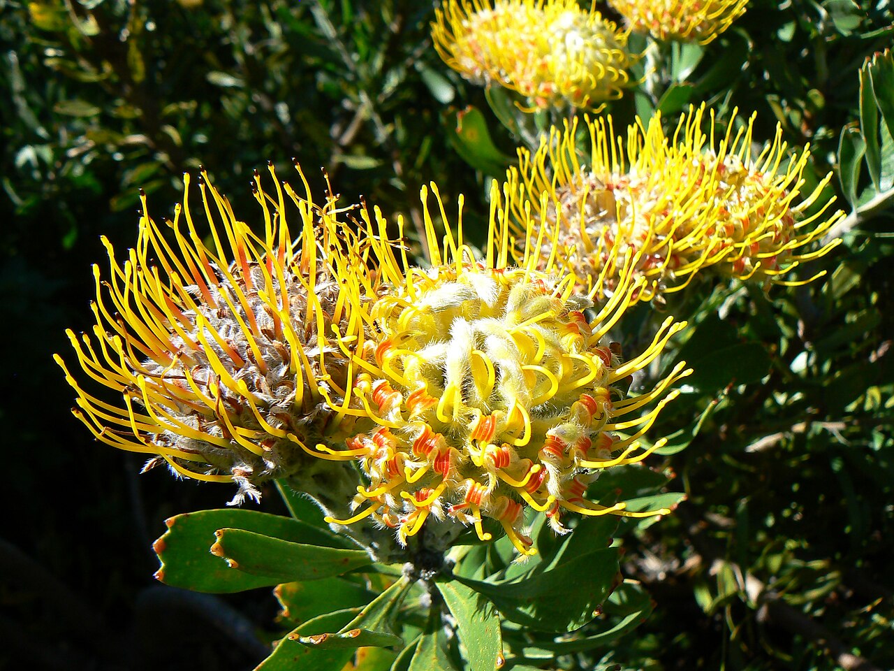 Leucospermum cuneiforme: Leucospermum cuneiforme in Kirstenbosch National Botanical Garden, Cape Town, South Africa