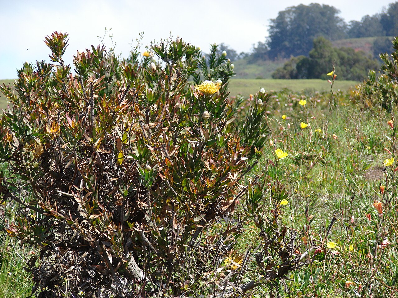 Leucospermum cuneiforme: Protea sp. (habit). Location: Maui, Upper Kimo Rd Kula