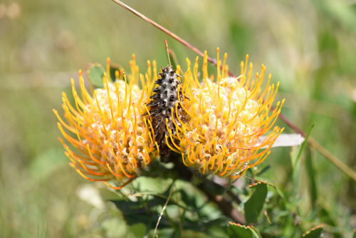 Leucospermum cuneiforme (Leucospermum cuneiforme)