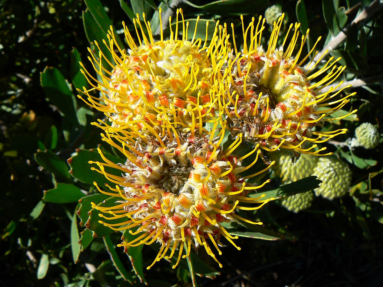 Leucospermum cuneiforme: Leucospermum cuneiforme in Kirstenbosch National Botanical Garden, Cape Town, South Africa