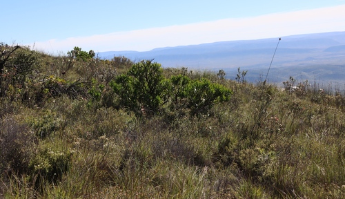 Leucospermum cuneiforme (Leucospermum cuneiforme)