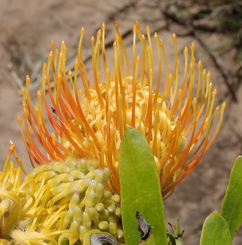 Leucospermum cuneiforme (Leucospermum cuneiforme)