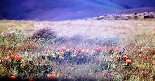 Dwarf pincushion (Leucospermum gerrardii)