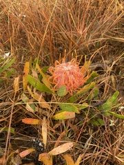 Dwarf pincushion (Leucospermum gerrardii)