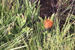 Dwarf pincushion (Leucospermum gerrardii)