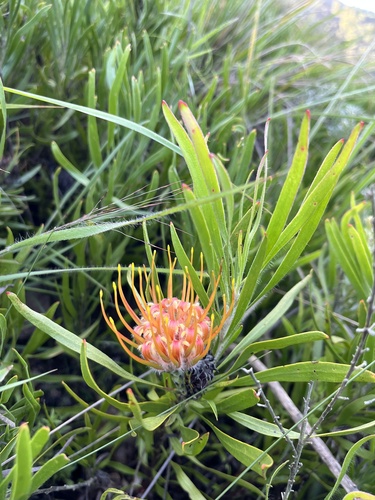 Dwarf pincushion (Leucospermum gerrardii)